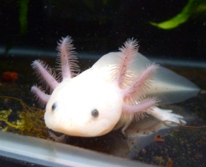A curious axolotl. Photo from flickr.com