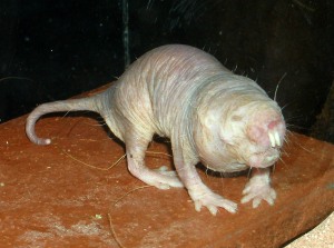 The exquisite naked mole rat. Photo from wikipedia.org