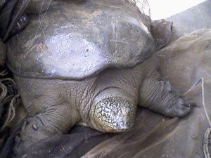 The Yangtze giant softshell turtle. Photo from wikipedia.org